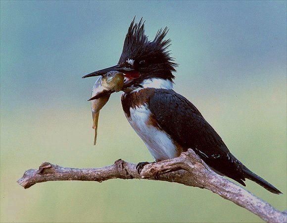 photo "Belted Kingfisher" tags: nature, wild animals