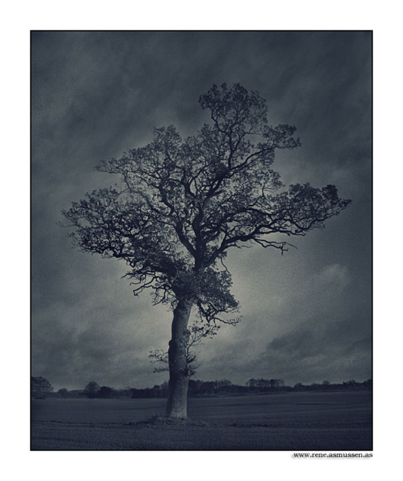 photo "Lonely Tree in the night" tags: nature, 