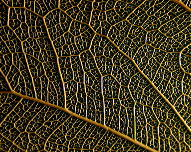 photo "Leaf 2" tags: macro and close-up, nature, flowers