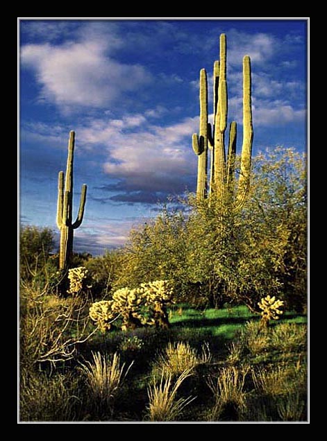 фото "Arizona Saguaro Cactus at Sunset" метки: пейзаж, лето