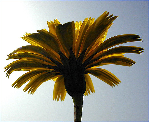 фото "Flower against Sun" метки: макро и крупный план, природа, цветы