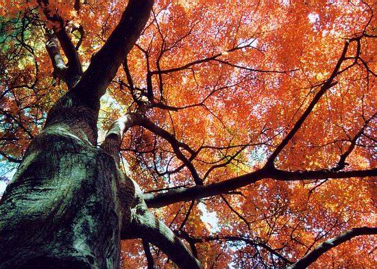 фото "red autumn" метки: разное, 