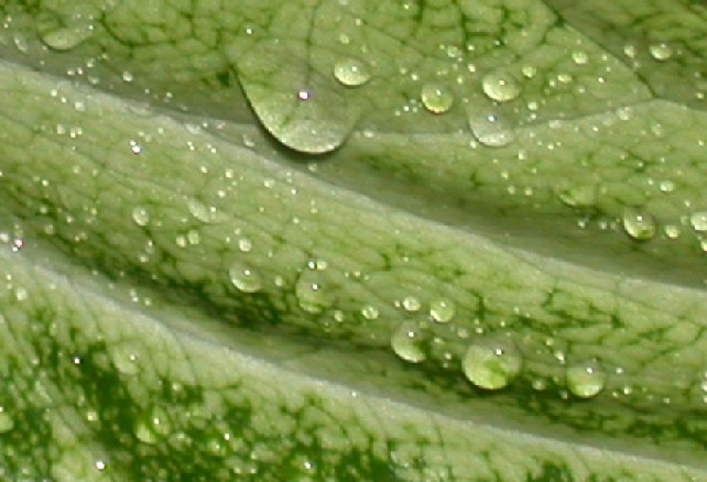 photo "Calmness of Green Color..." tags: macro and close-up, nature, flowers