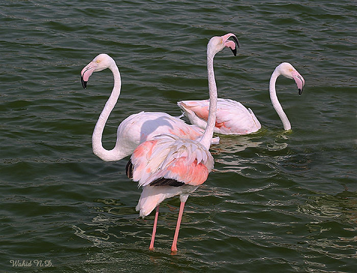 photo "Flamingo coach" tags: misc., 