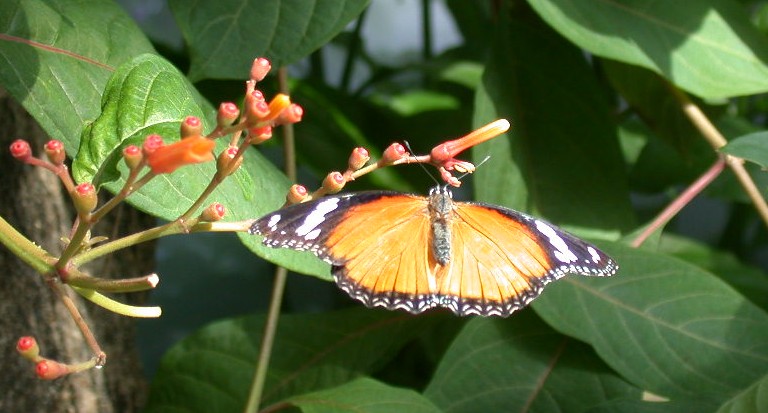 фото "Просто Бабочка..." метки: макро и крупный план, природа, насекомое