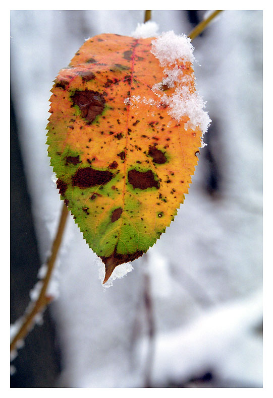 photo "Colors of autumn - The Shield" tags: landscape, nature, autumn, flowers