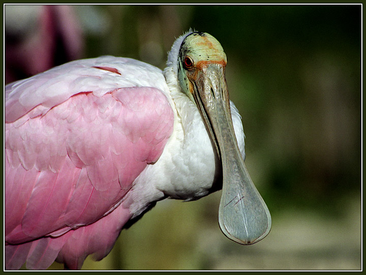 photo "Fake flamingo" tags: nature, wild animals