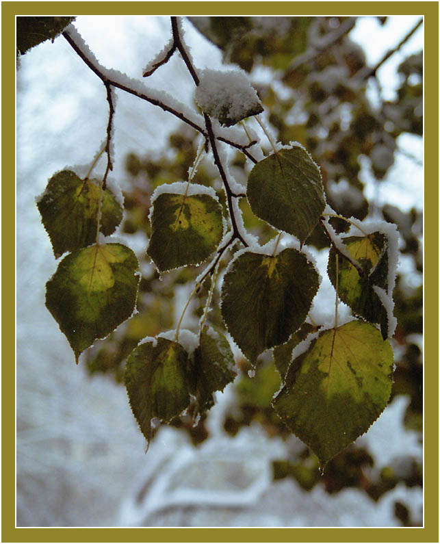 photo "Colors of autumn - First Snow" tags: landscape, nature, autumn, flowers