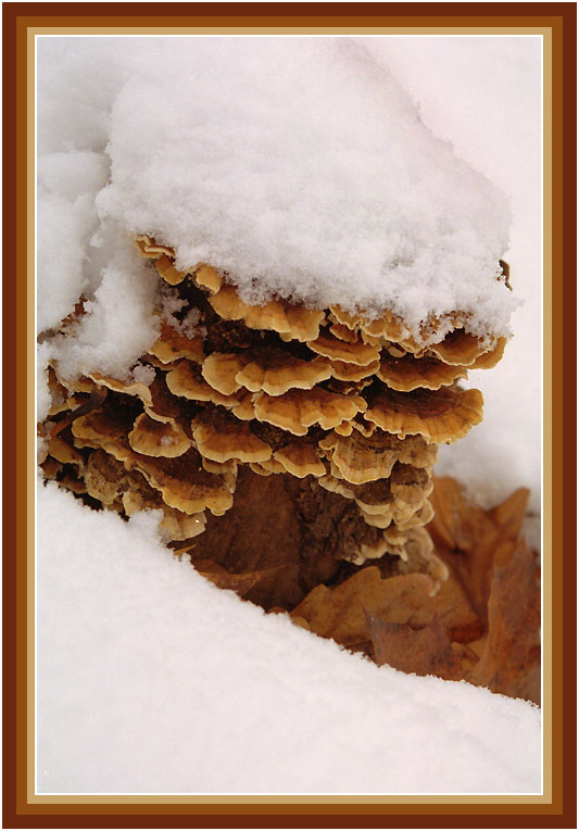 фото "Colors of autumn - White Coat" метки: пейзаж, природа, осень, цветы
