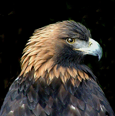 photo "Golden Eagle for Peter..." tags: nature, wild animals