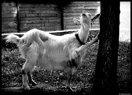 photo "Goat" tags: nature, wild animals