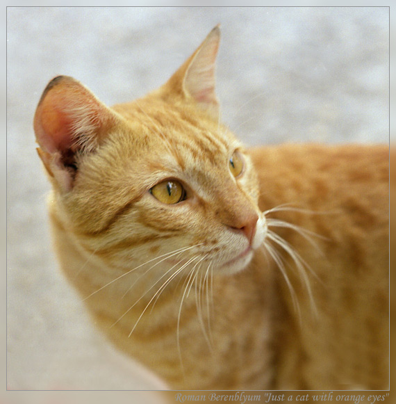 photo "Ginger-eye portraite" tags: portrait, nature, pets/farm animals