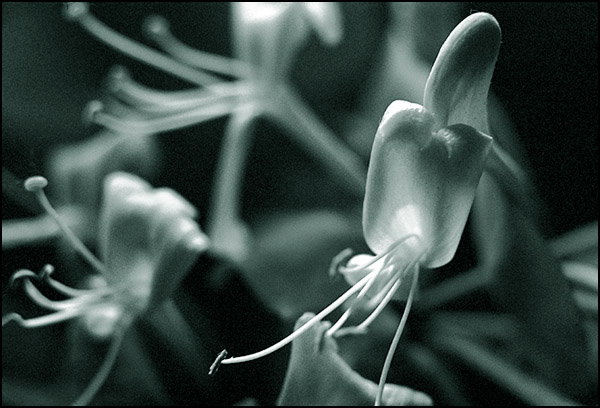 photo "Jungle" tags: macro and close-up, nature, flowers