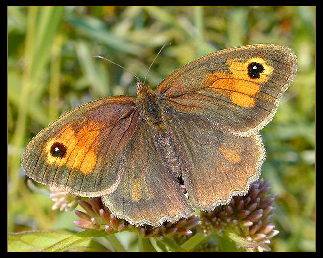 фото "Butterfly 1" метки: макро и крупный план, природа, насекомое