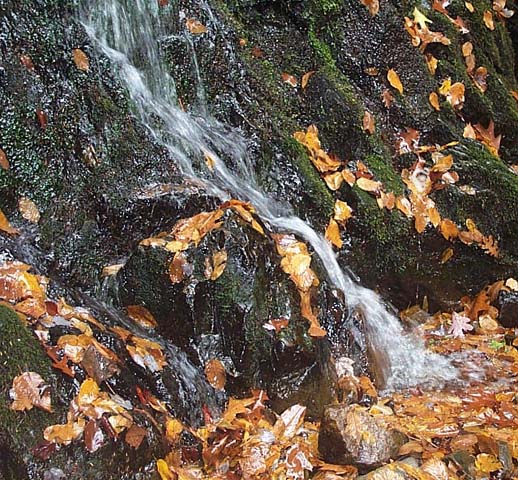 photo "Gold`s Rush" tags: landscape, autumn, water