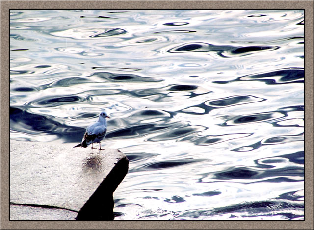 photo "The mercury rivers - granite coast" tags: misc., 