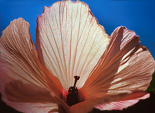 фото "HIBISCUS" метки: природа, цветы