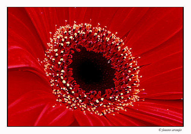 photo "Black Hole" tags: macro and close-up, nature, flowers