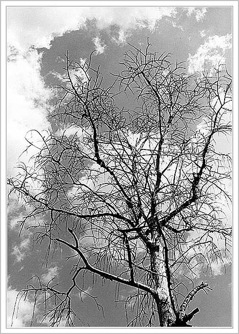 фото "Just a tree" метки: жанр, пейзаж, лес