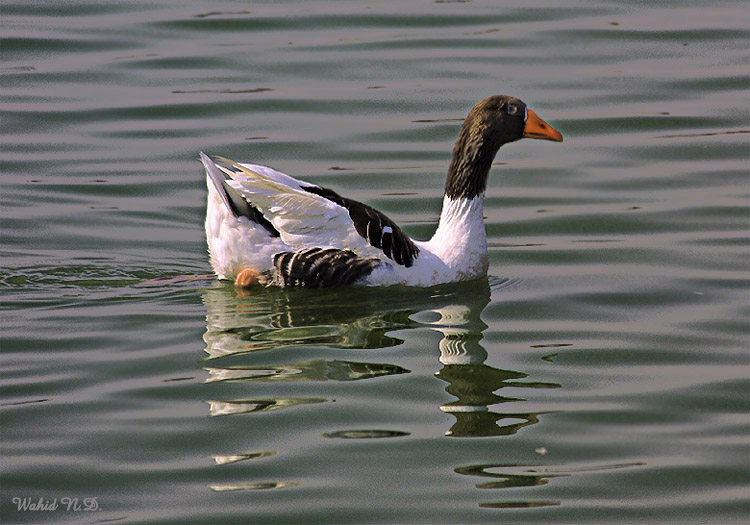 фото "Back to geese" метки: природа, домашние животные