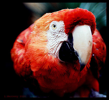 photo "Parrot`s Portrait." tags: nature, wild animals