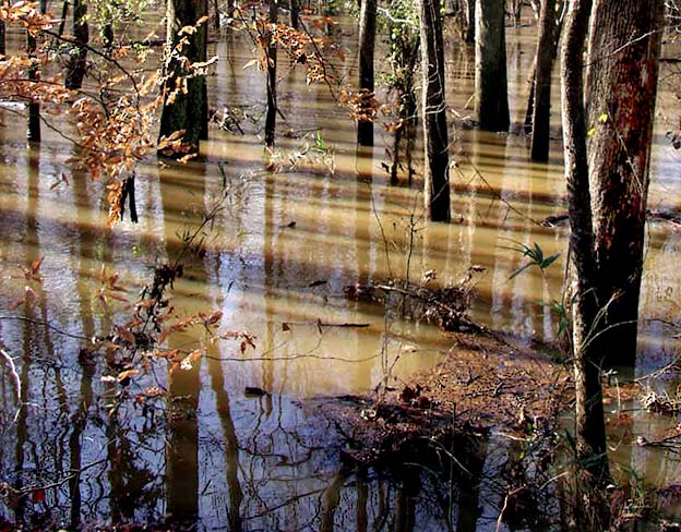 фото "Shadows and Reflections" метки: пейзаж, вода, лес