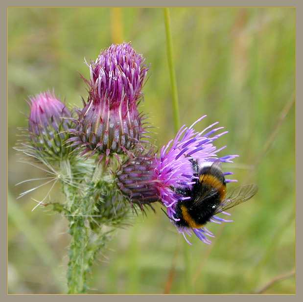 photo "Untitled" tags: macro and close-up, nature, flowers