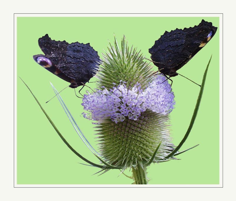 фото "Двойной нектар" метки: природа, насекомое, цветы