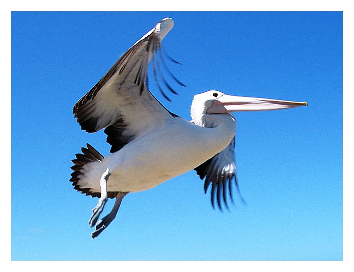 photo "Pelican Flight" tags: nature, travel, Australia, wild animals