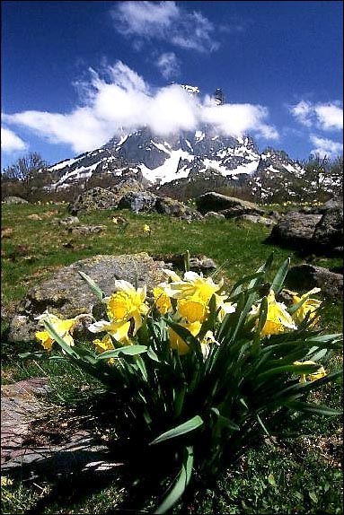 photo "Jonquilles" tags: landscape, nature, flowers, mountains