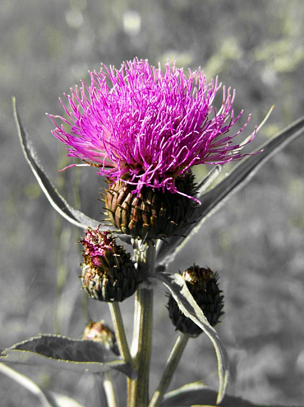 photo "A thistle." tags: nature, macro and close-up, flowers