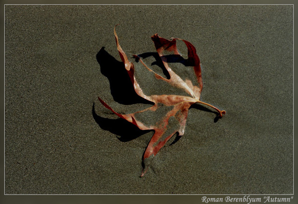 фото "Осень на пляже" метки: природа, натюрморт, цветы
