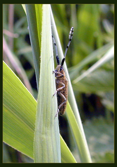 photo "Bear Insect" tags: macro and close-up, nature, insect