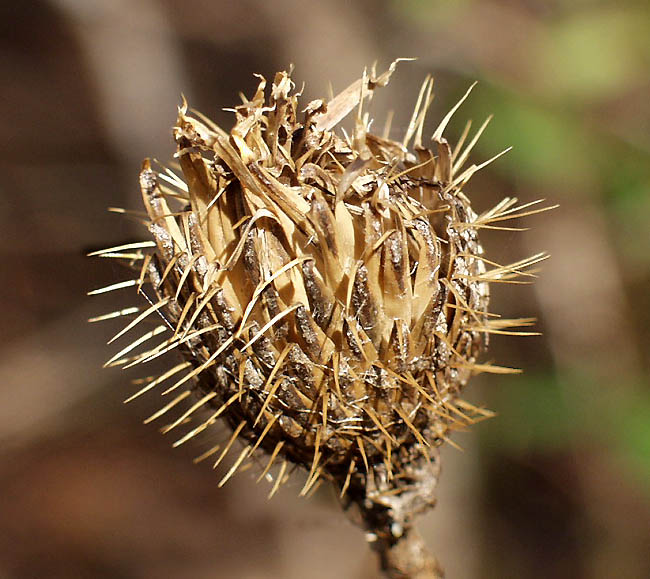 photo "Nature`s Pincushion" tags: macro and close-up, nature, flowers