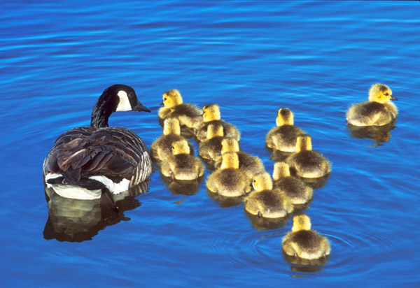 фото "Family Outing" метки: природа, дикие животные
