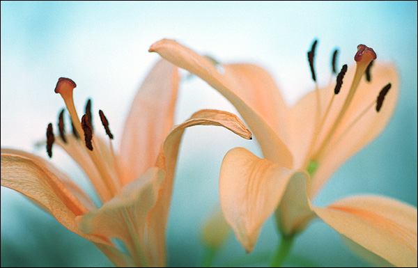 photo "Paleness" tags: macro and close-up, nature, flowers