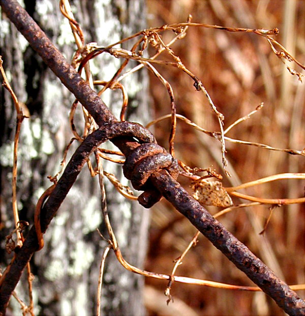 photo "Barbed...repost" tags: still life, 