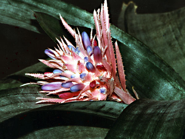 фото "Cactus Flower" метки: природа, цветы