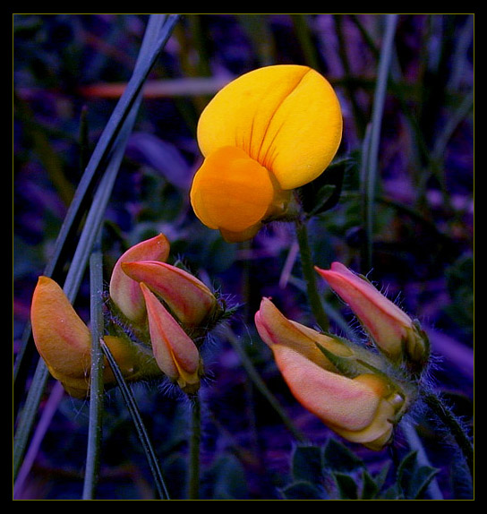 photo "Claw" tags: macro and close-up, nature, flowers