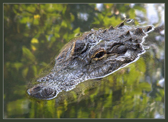 photo "Why is gator so sad ?" tags: nature, travel, North America, wild animals