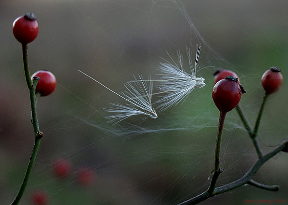 photo "Suspended Flight" tags: macro and close-up, nature, flowers