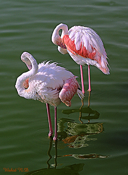 фото "Graceful flamingos" метки: разное, 