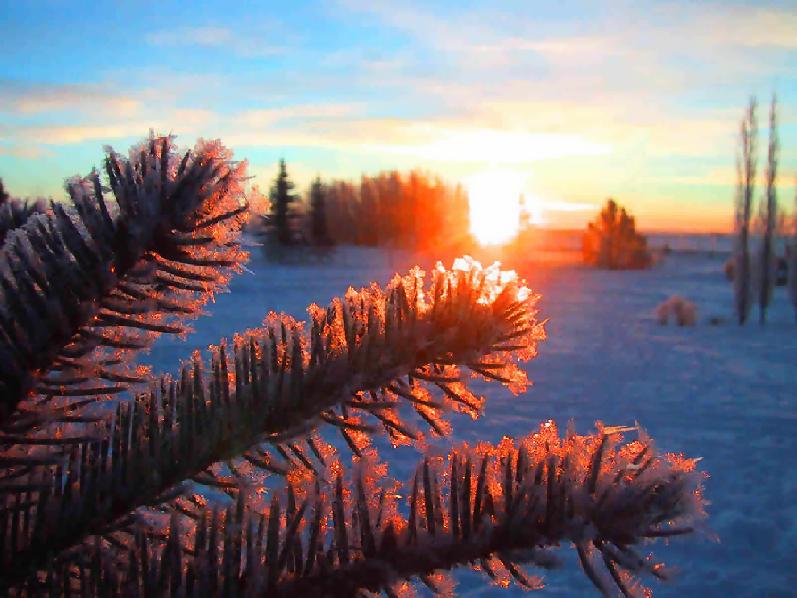 фото "Born Frost" метки: пейзаж, закат, зима