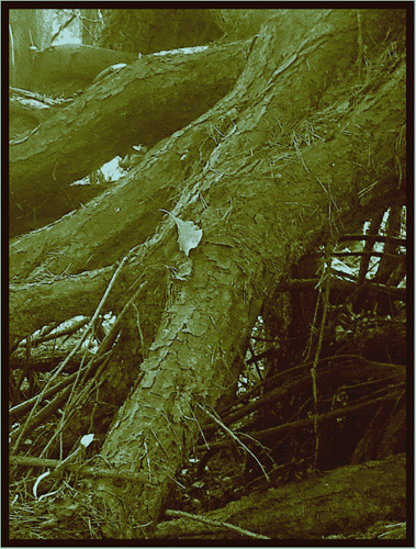 фото "Old forester..." метки: природа, пейзаж, лес, цветы