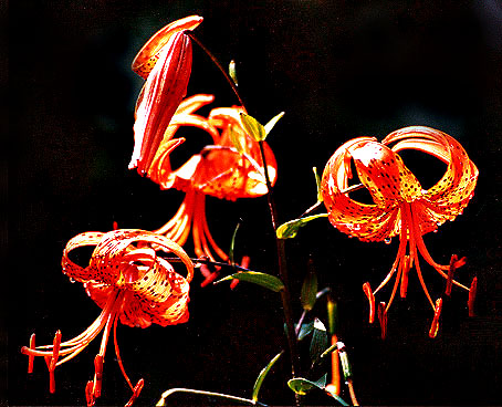 фото "Flowers !" метки: природа, цветы