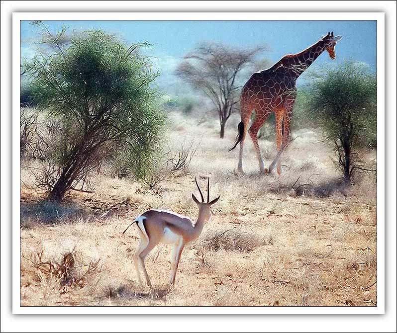 фото "Have You Seen The Giraf" метки: природа, путешествия, Африка, дикие животные