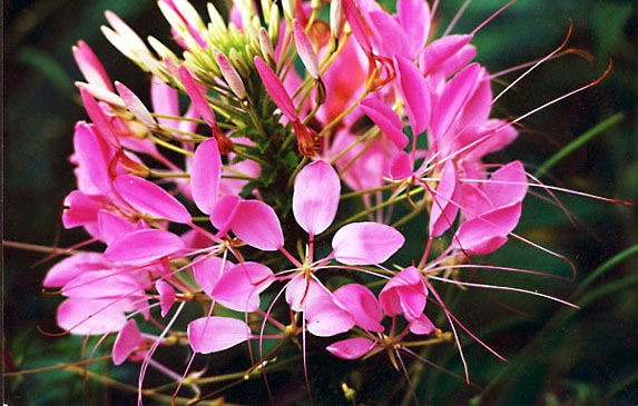 фото "Flowers 2" метки: природа, цветы