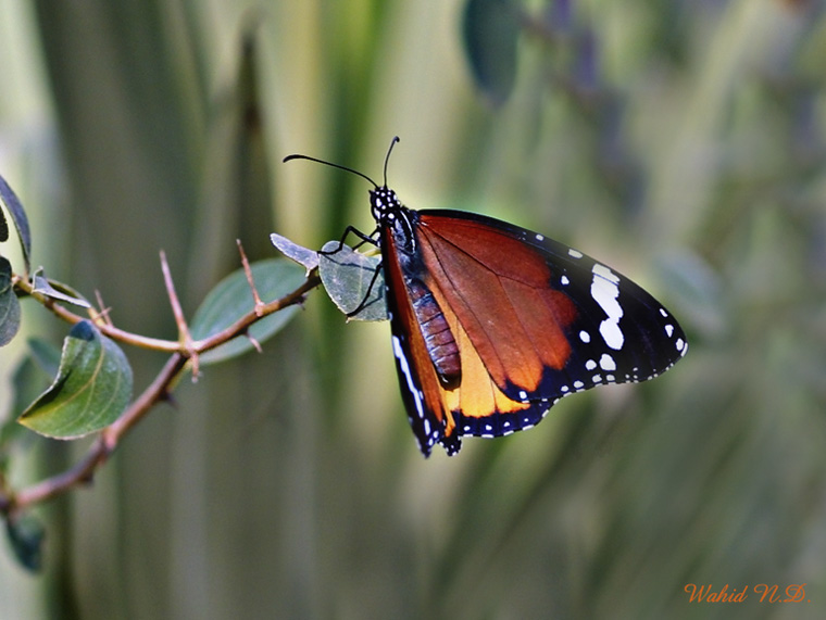 photo "Butterfly melody" tags: nature, insect