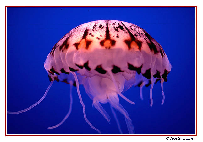фото "At the Monterey Bay Aquarium" метки: природа, 
