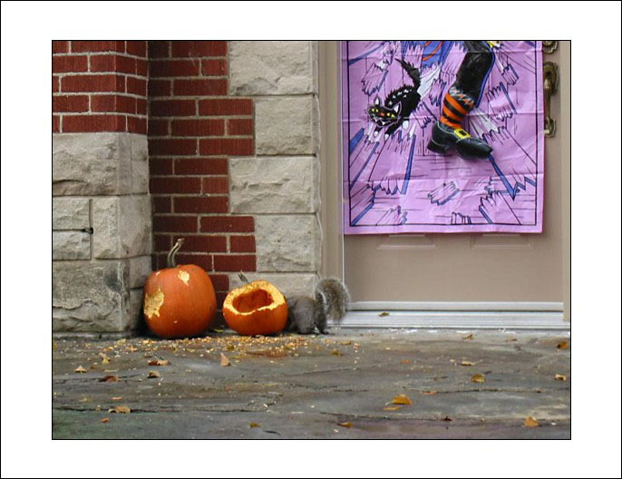 photo "Hallowe`en for squirrel" tags: genre, 